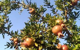 Pomegranate Seaside Corner